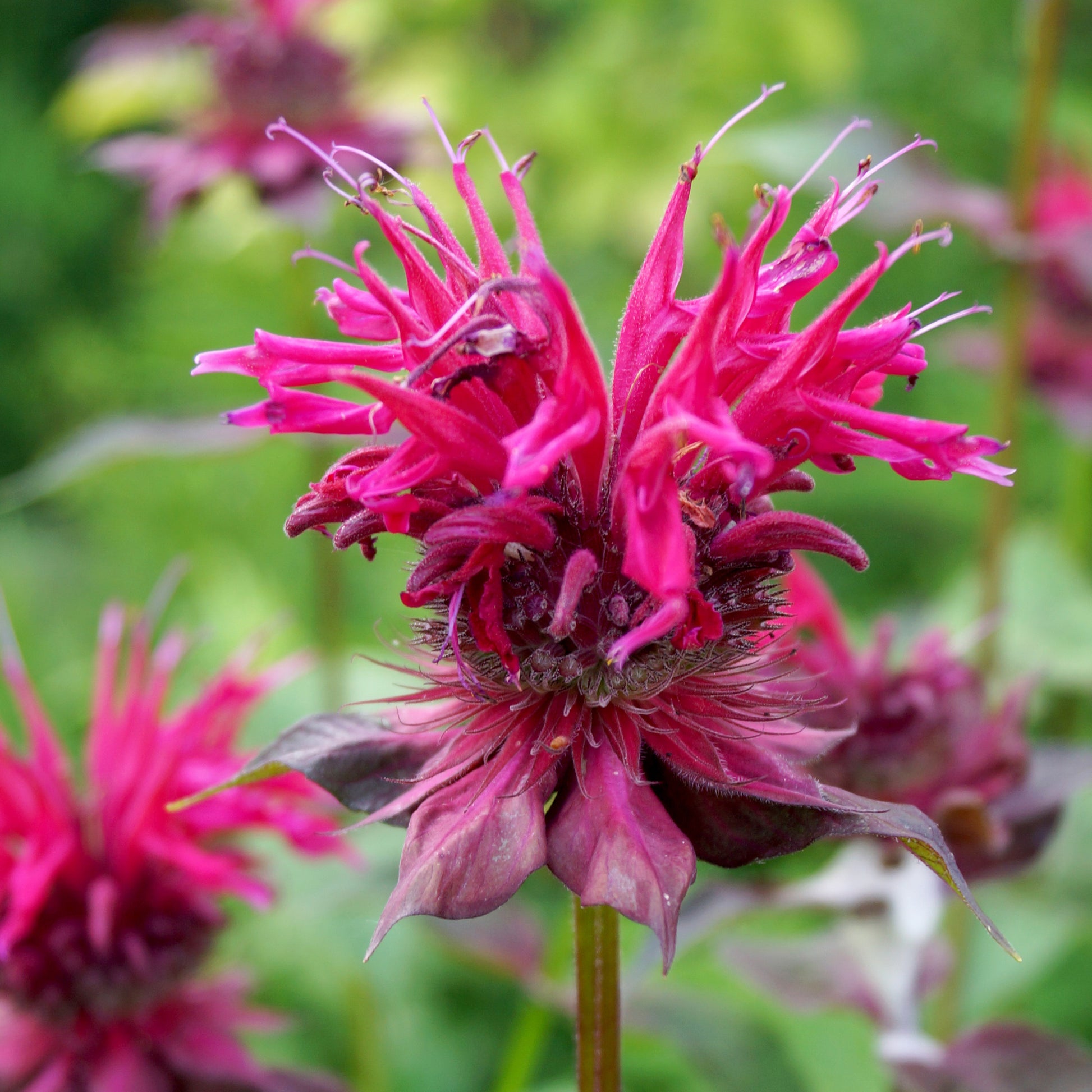 Monarda x Raspberry Wine DP50