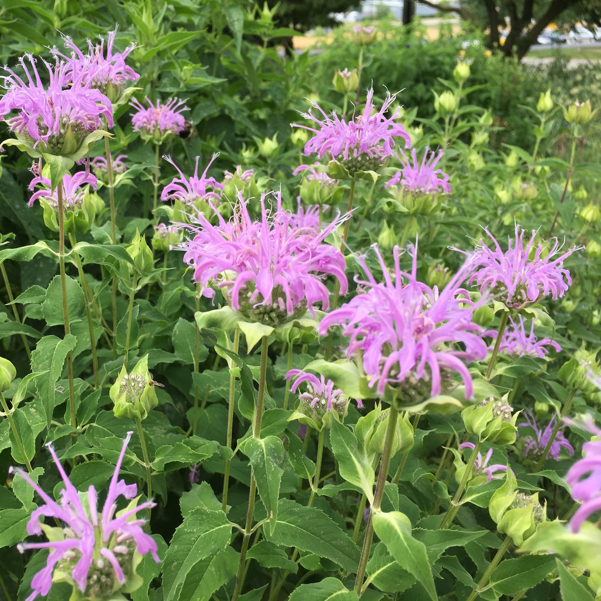 Monarda fistulosa 1G