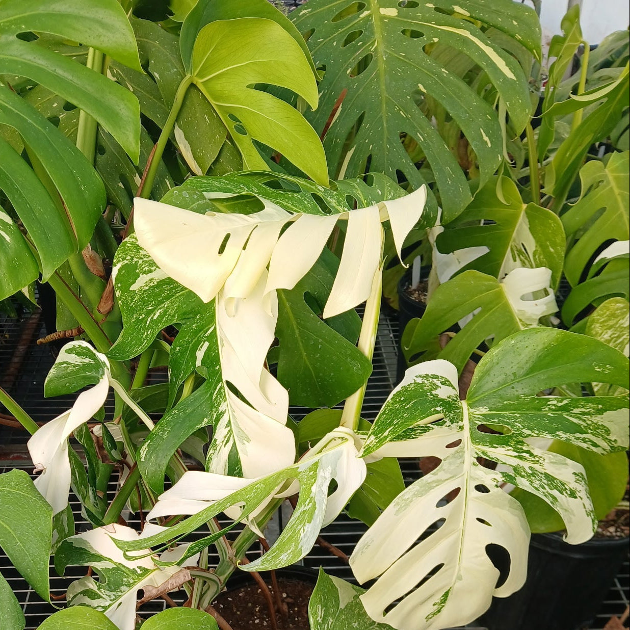 monstera deliciosa alba Monstera deliciosa alba borisigiana 2G