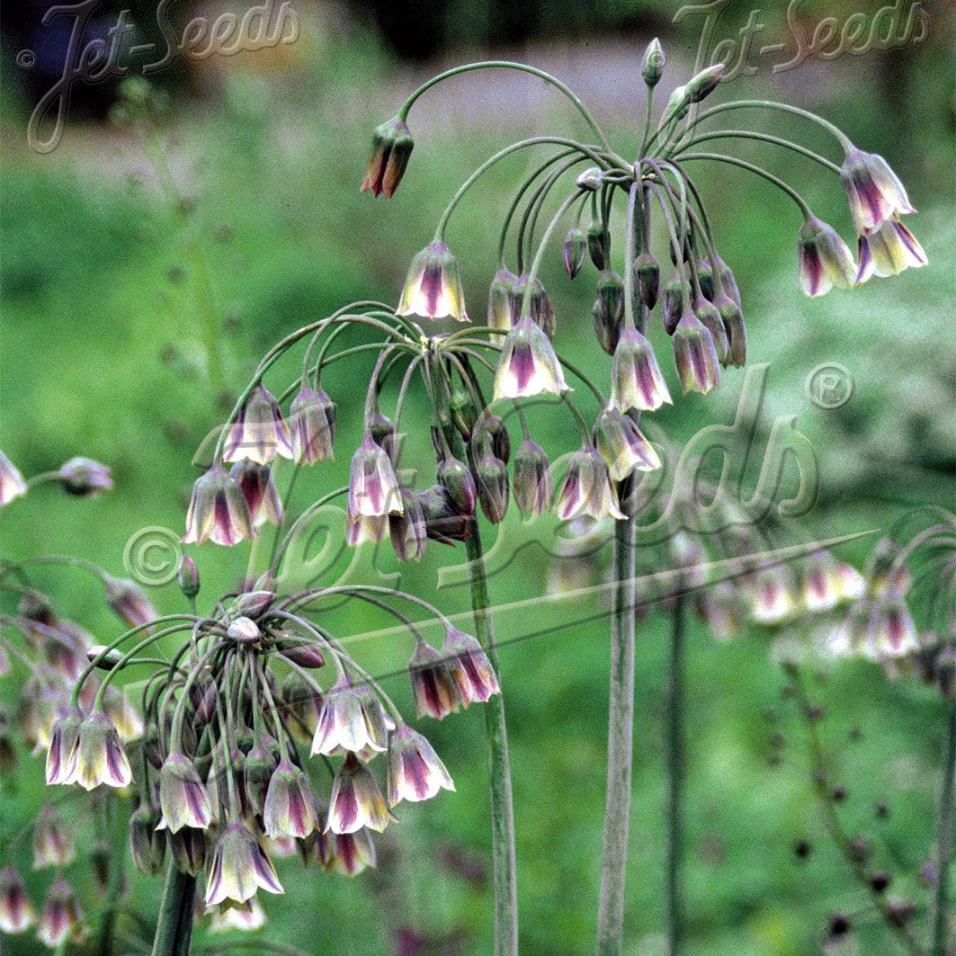 Allium siculum ssp. bulgaricum 1G