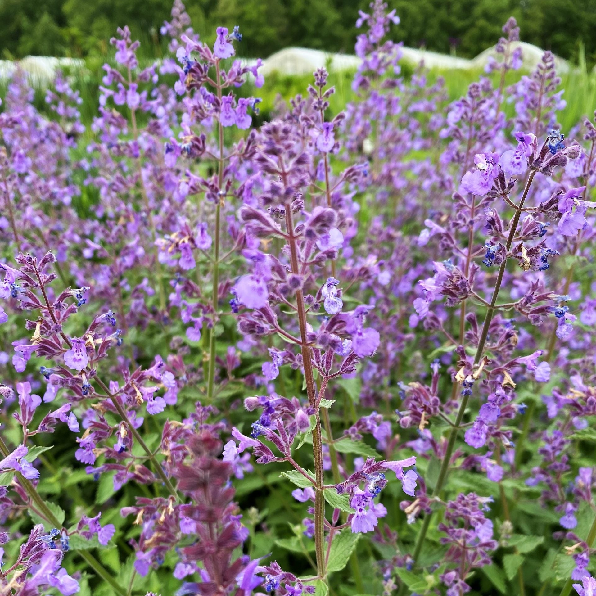 Nepeta x Junior Walker 1Q