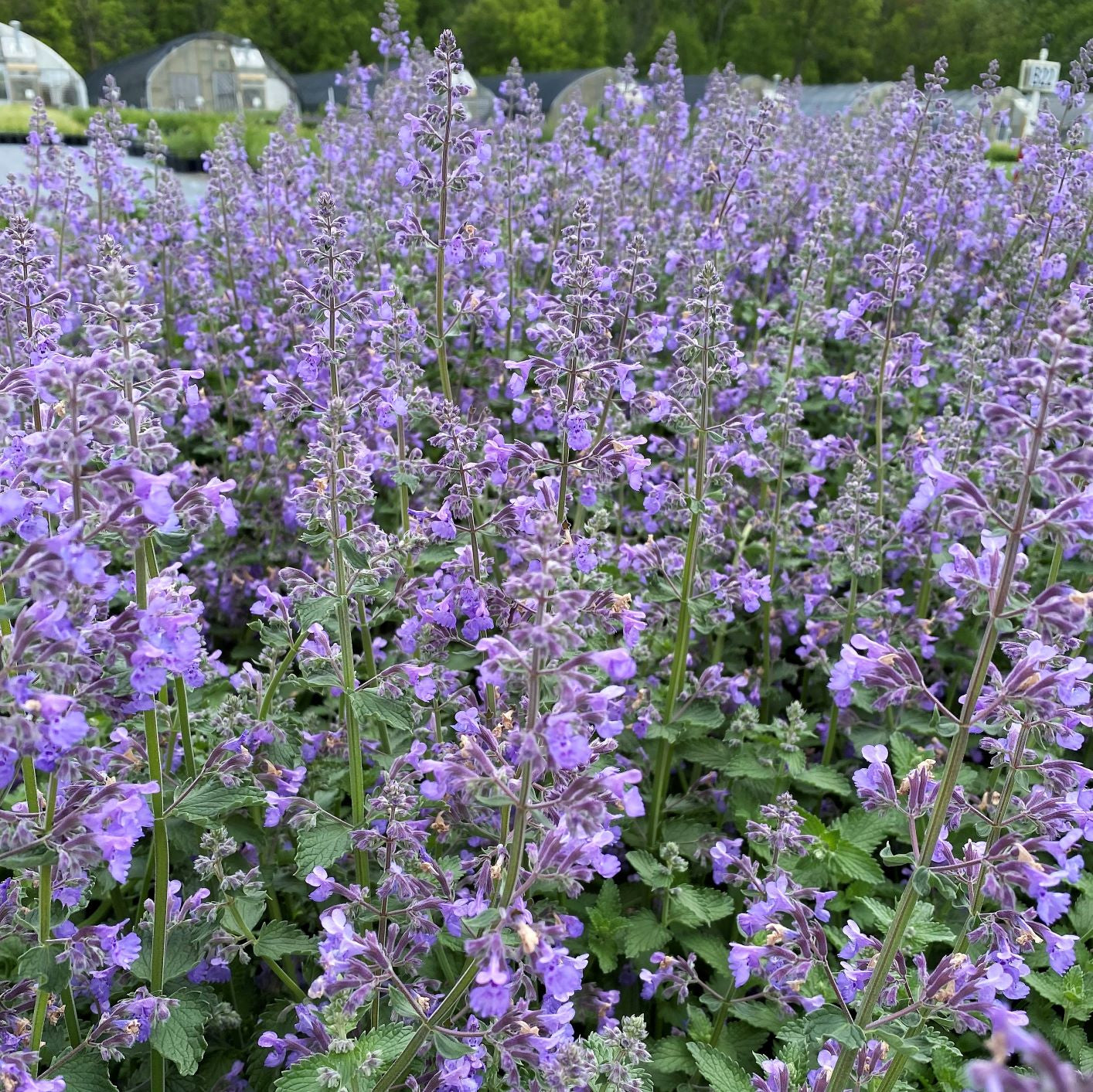 Nepeta racemosa Walker's Low DP50