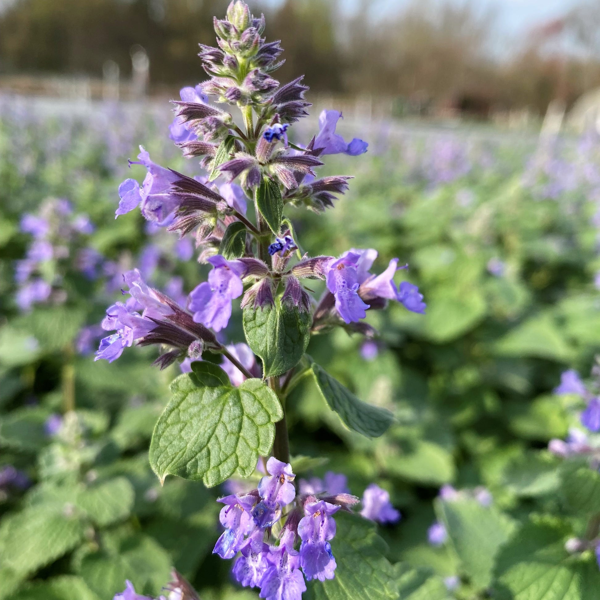 Nepeta racemosa Blue Wonder 1G