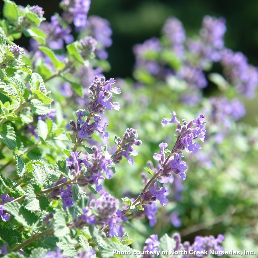 Nepeta x Early Bird 1G