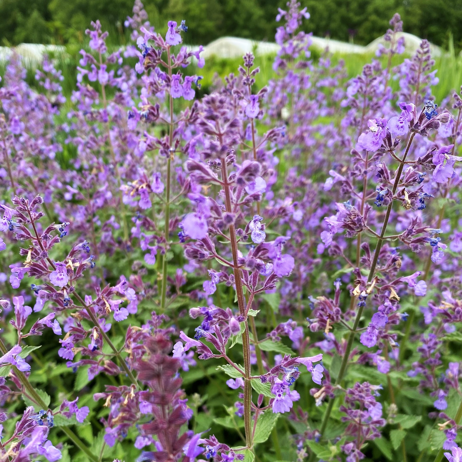 Nepeta x faassenii Junior Walker 1G