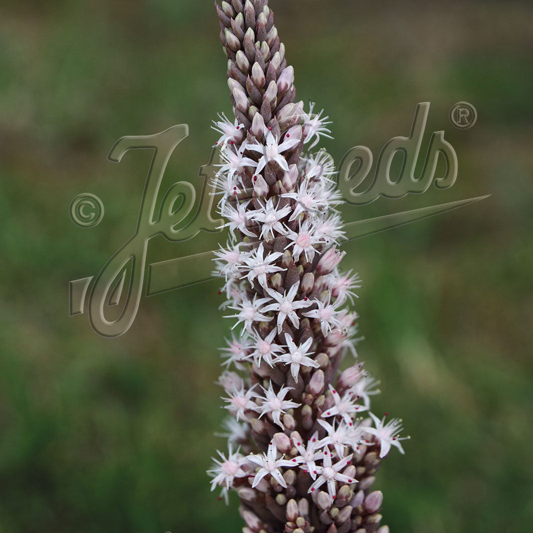 Orostachys fimbriata 3.25"