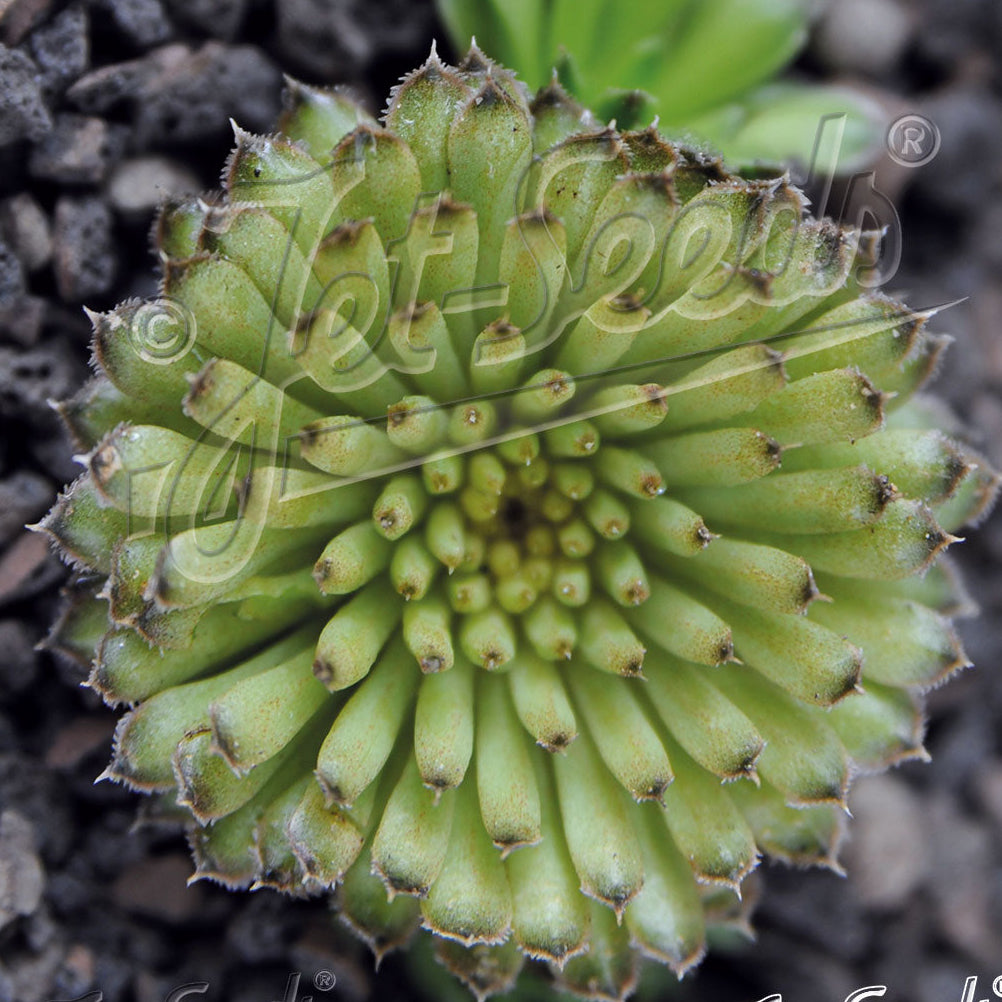 Orostachys fimbriata 3.25"