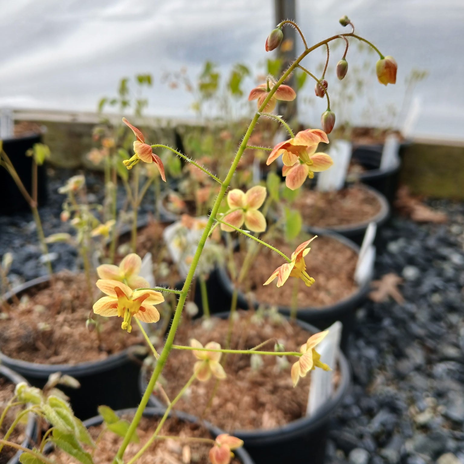 Epimedium pubigerum Orangekonigin 1G