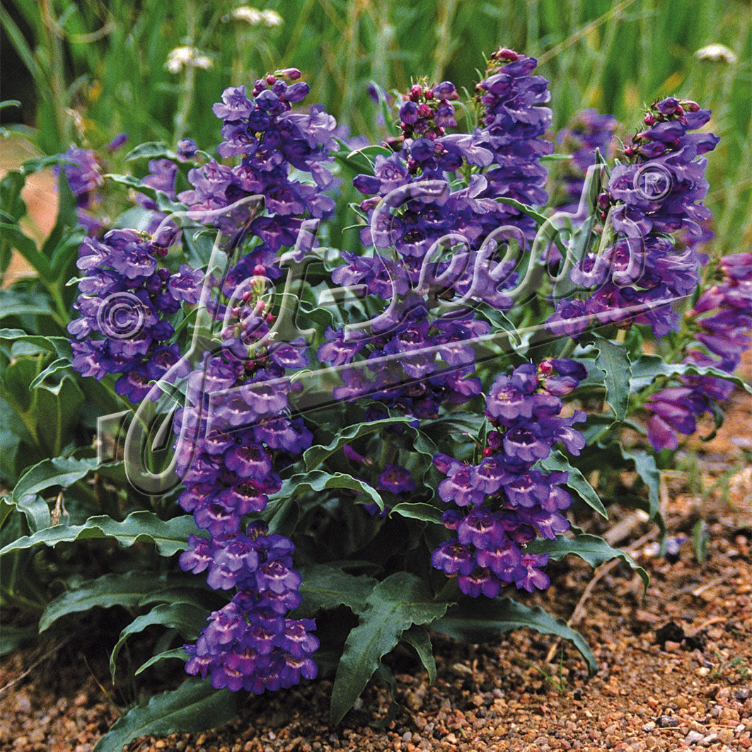 Penstemon alpinus 1Q