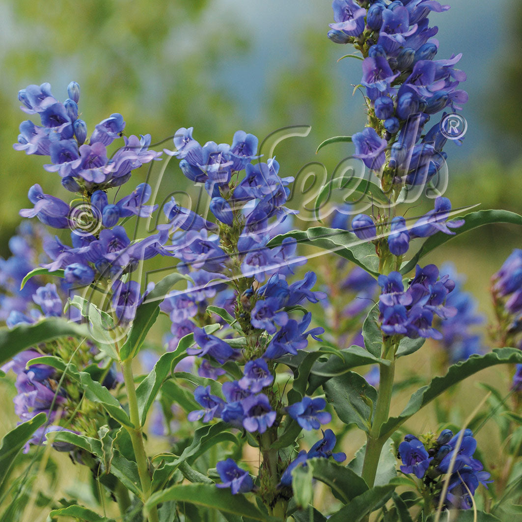 Penstemon alpinus 1Q