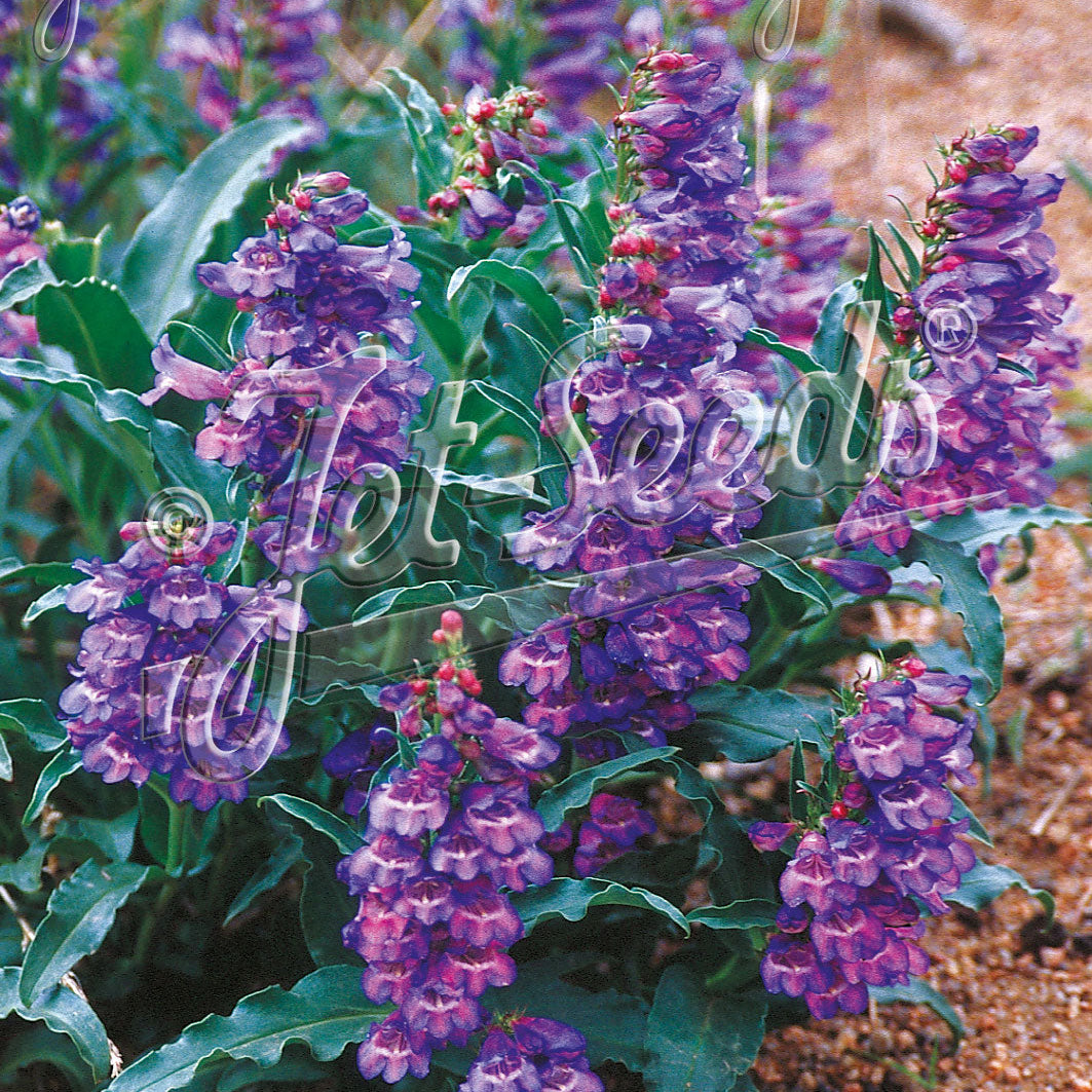 Penstemon alpinus 1Q