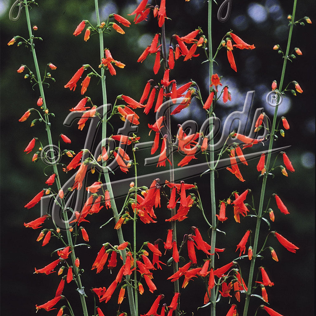 Penstemon barbatus Jingle Bells 1Q