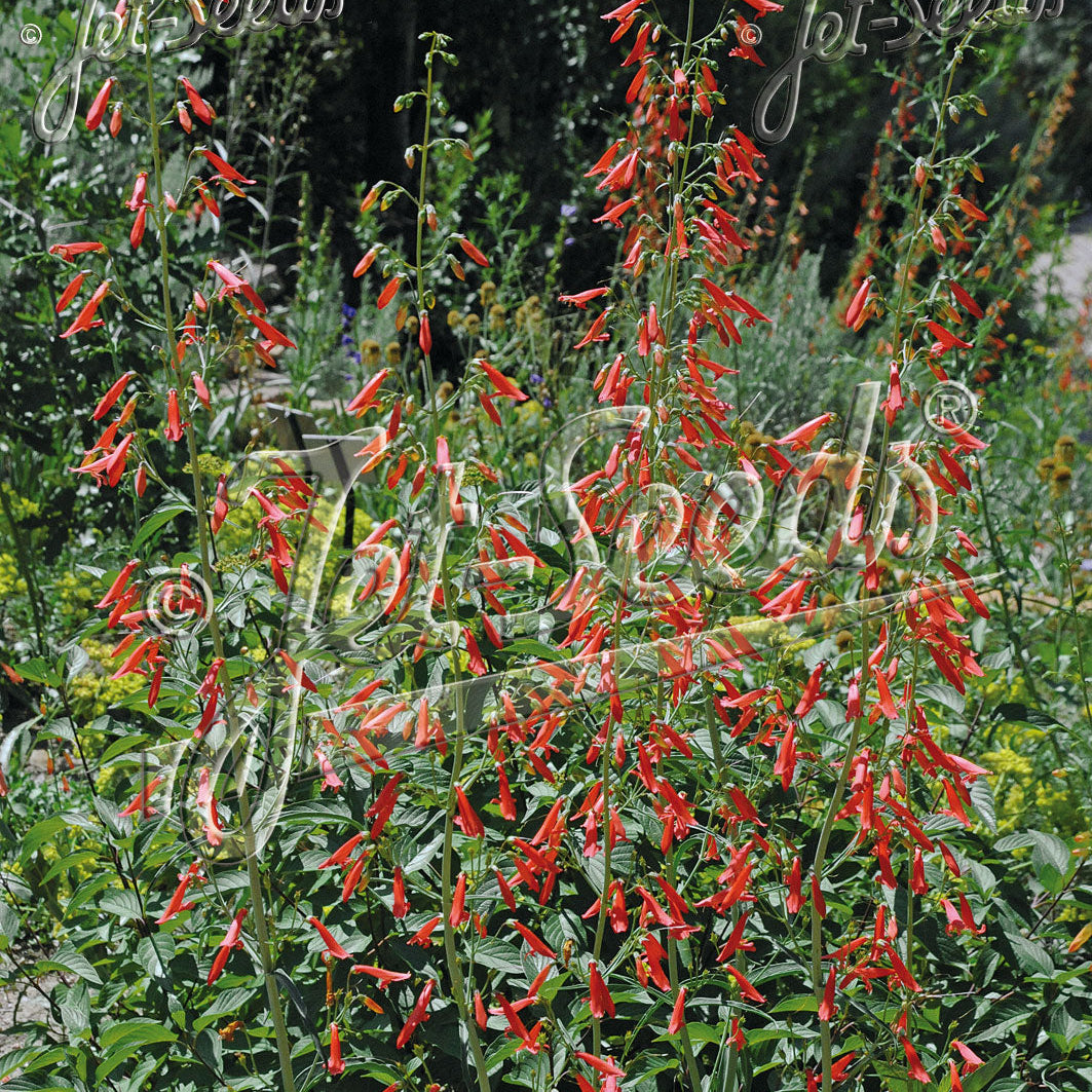 Penstemon barbatus Jingle Bells 1Q