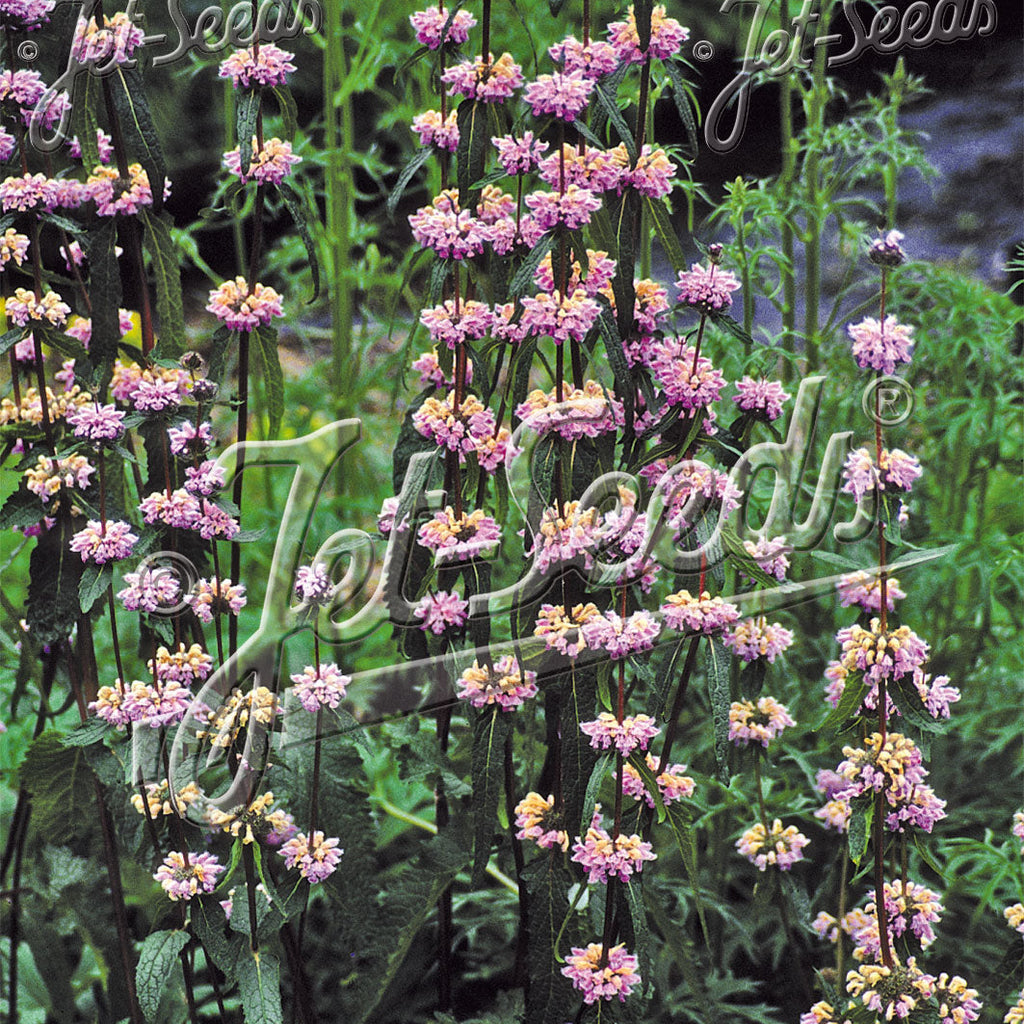 Phlomis tuberosa Bronze Flamingo 1Q