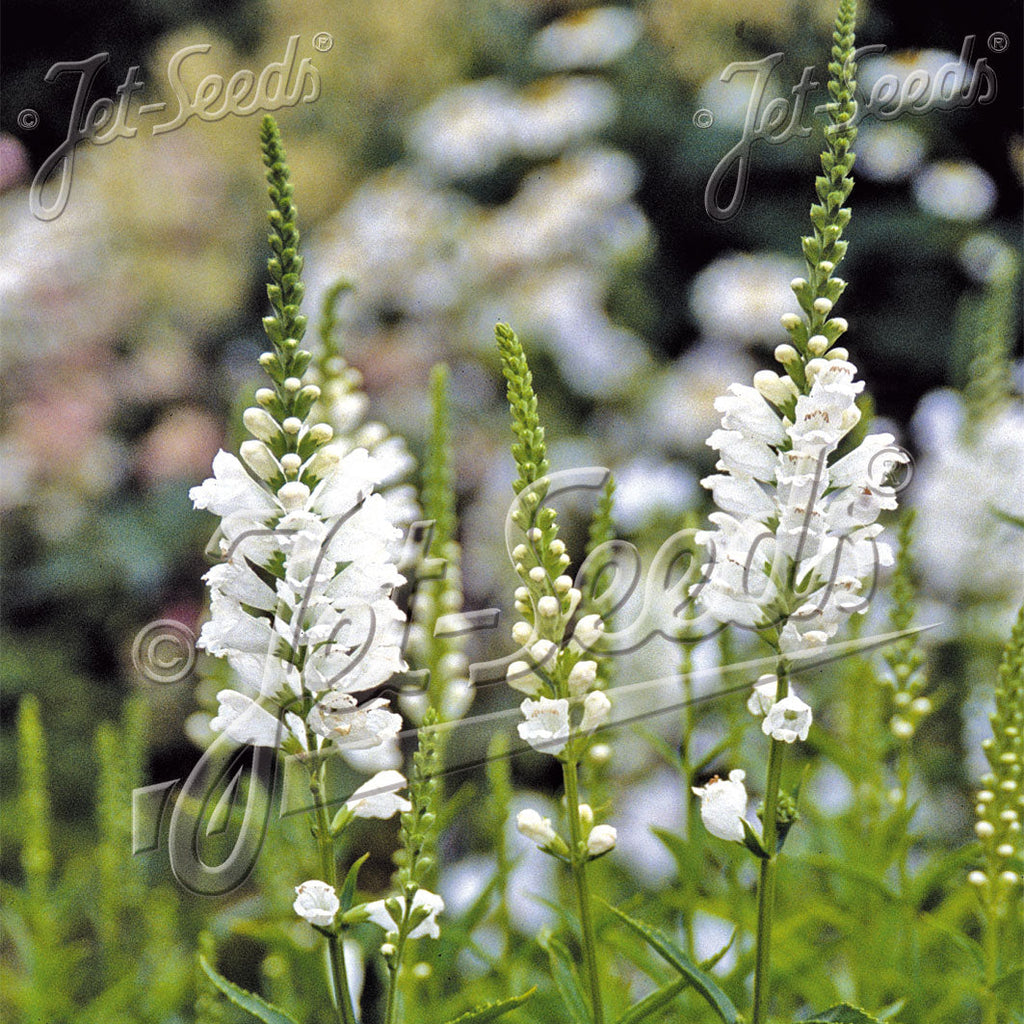 Physostegia virginiana Alba 1G
