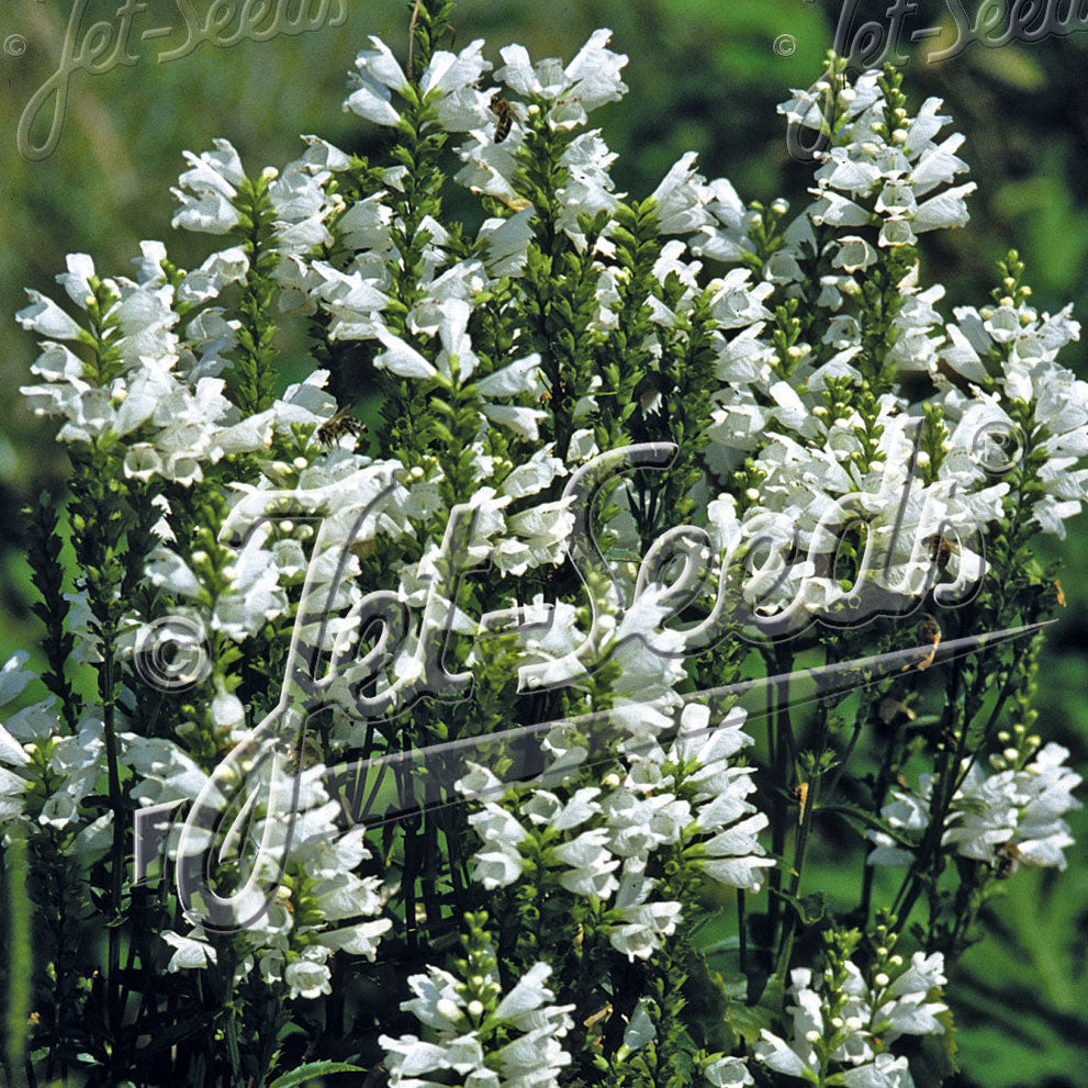Physostegia virginiana Alba 1G