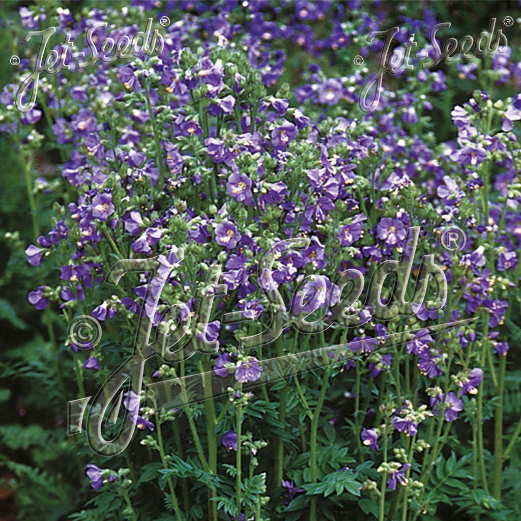 Polemonium boreale Heavenly Habit 1G