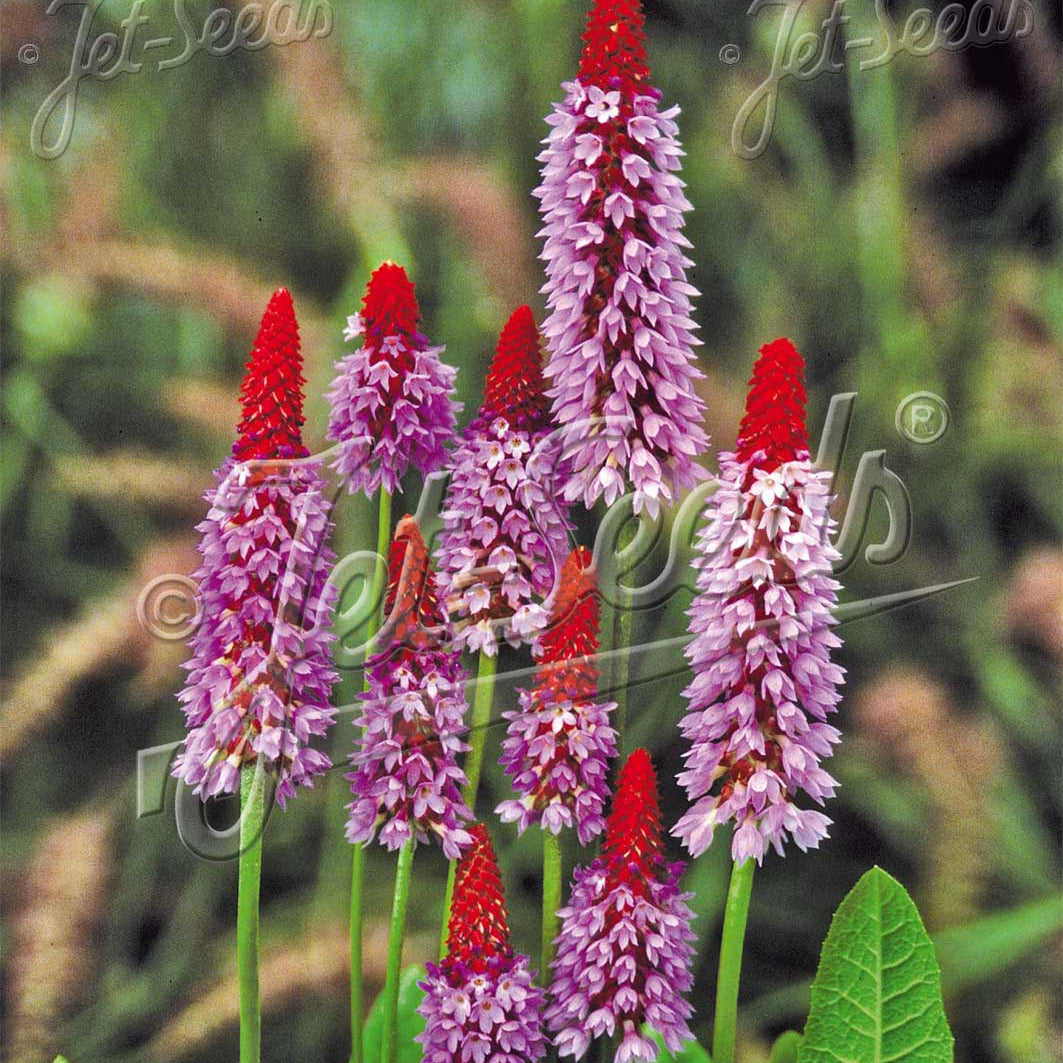 Primula vialii Red Hot Poker 3.25"