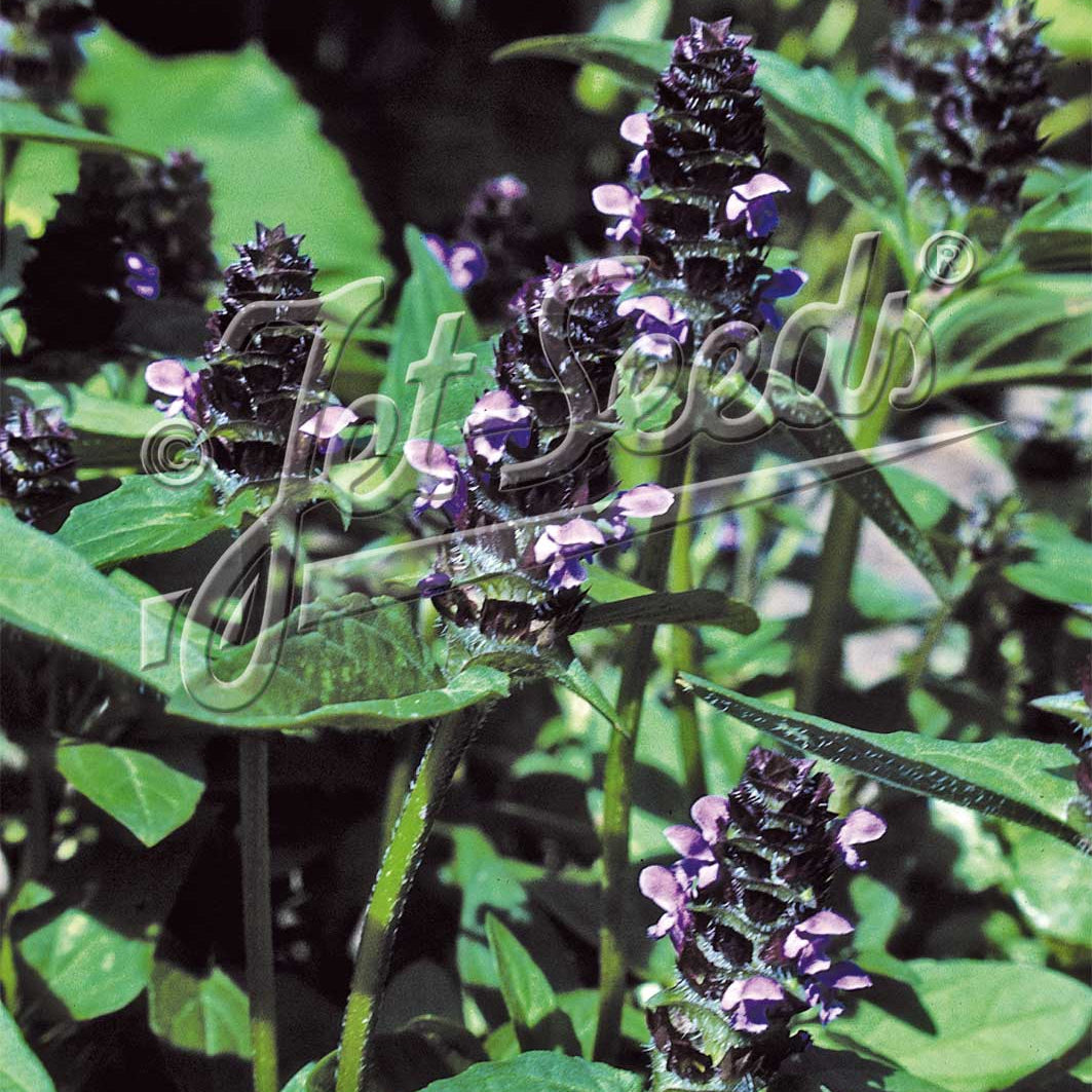 Prunella vulgaris DP50