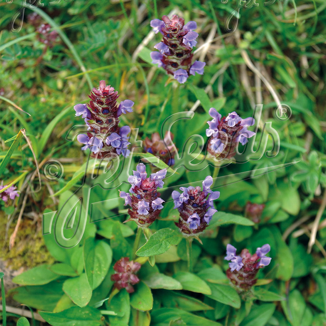 Prunella vulgaris DP50