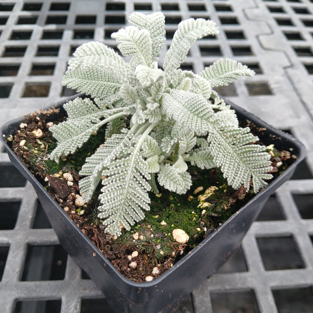 Tanecetum densum ssp. amani  Partridge Feather 1Q