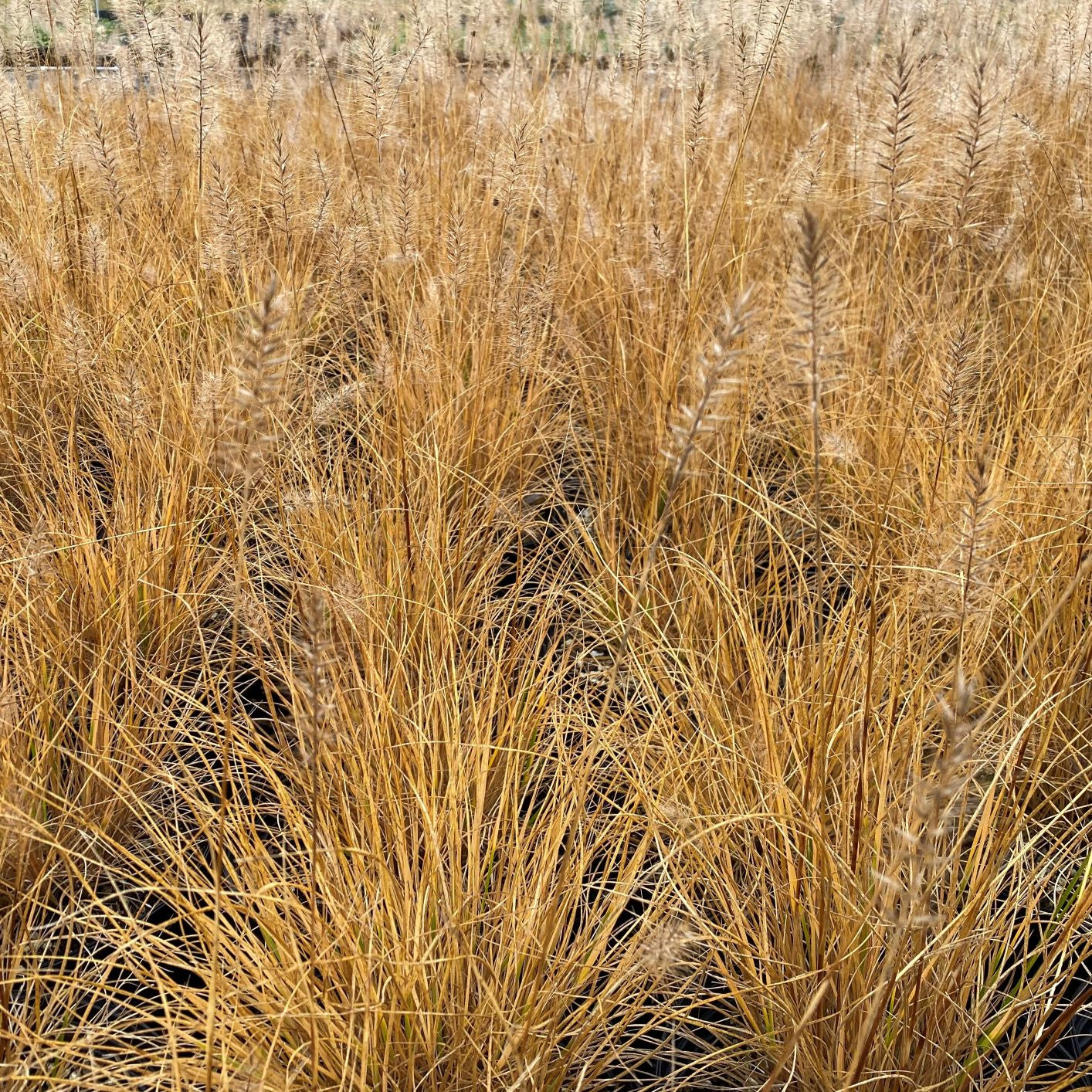 Pennisetum alopecuroides Hameln 1G