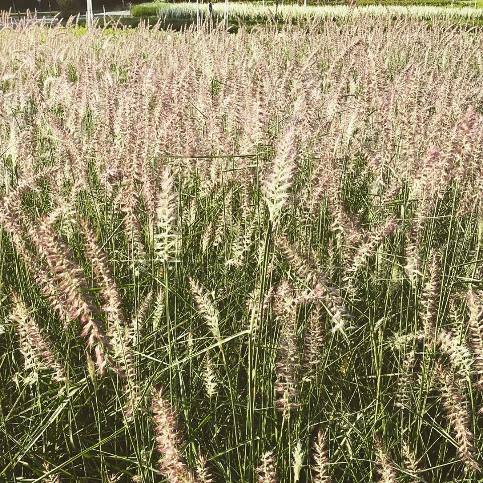 Pennisetum orientale Karley Rose 1G
