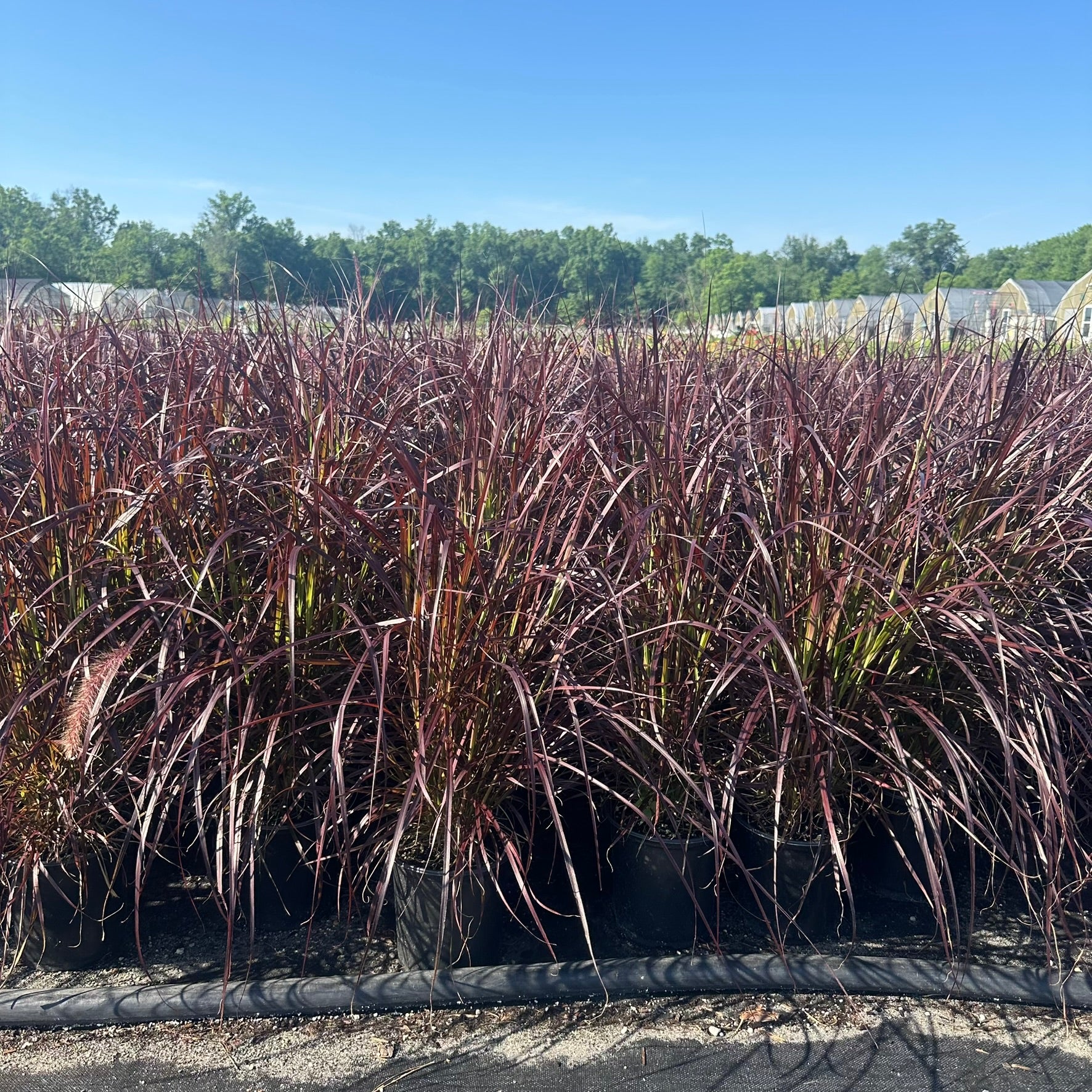 Pennisetum setaceum Rubrum 1G