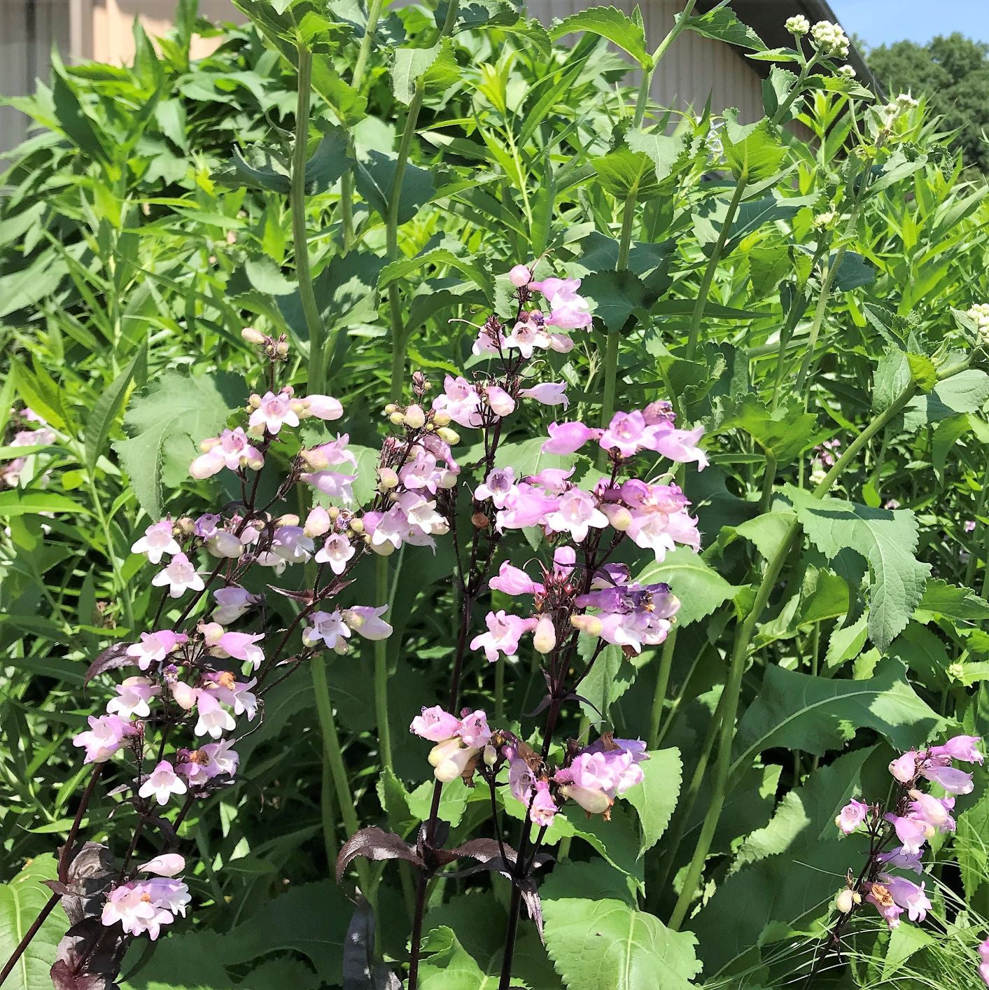 Penstemon x Blackbeard 1G