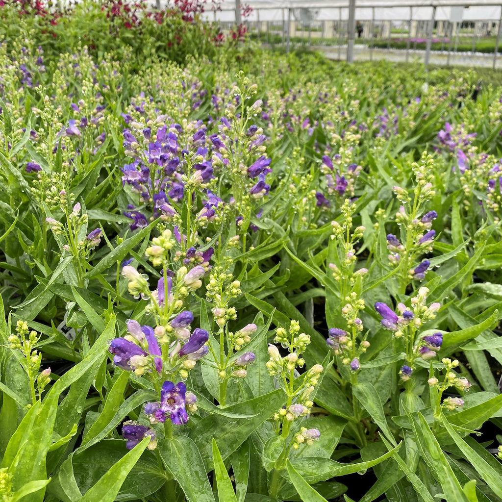Penstemon barbatus Rock Candy Blue 1G