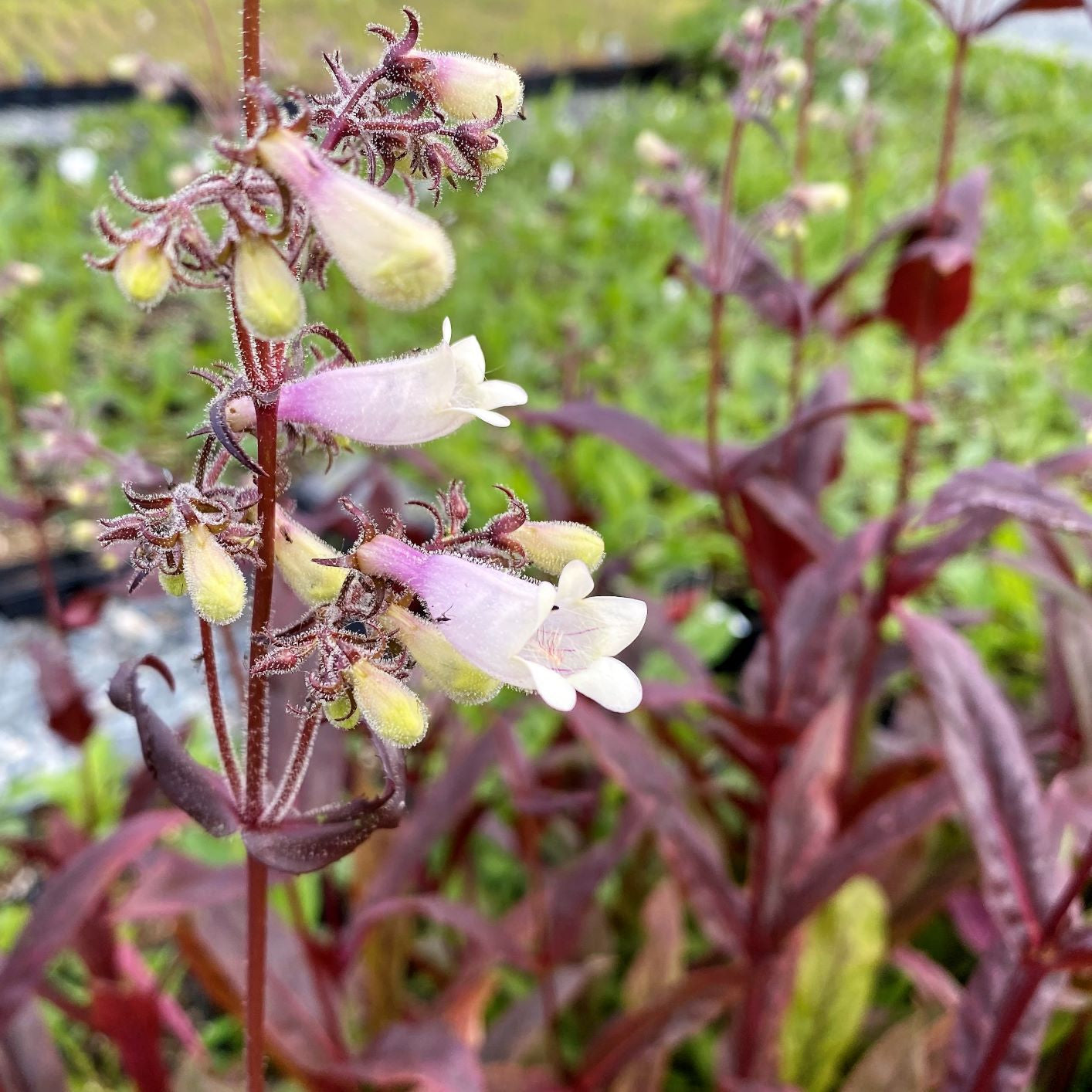 Penstemon digitalis Husker Red 1Q