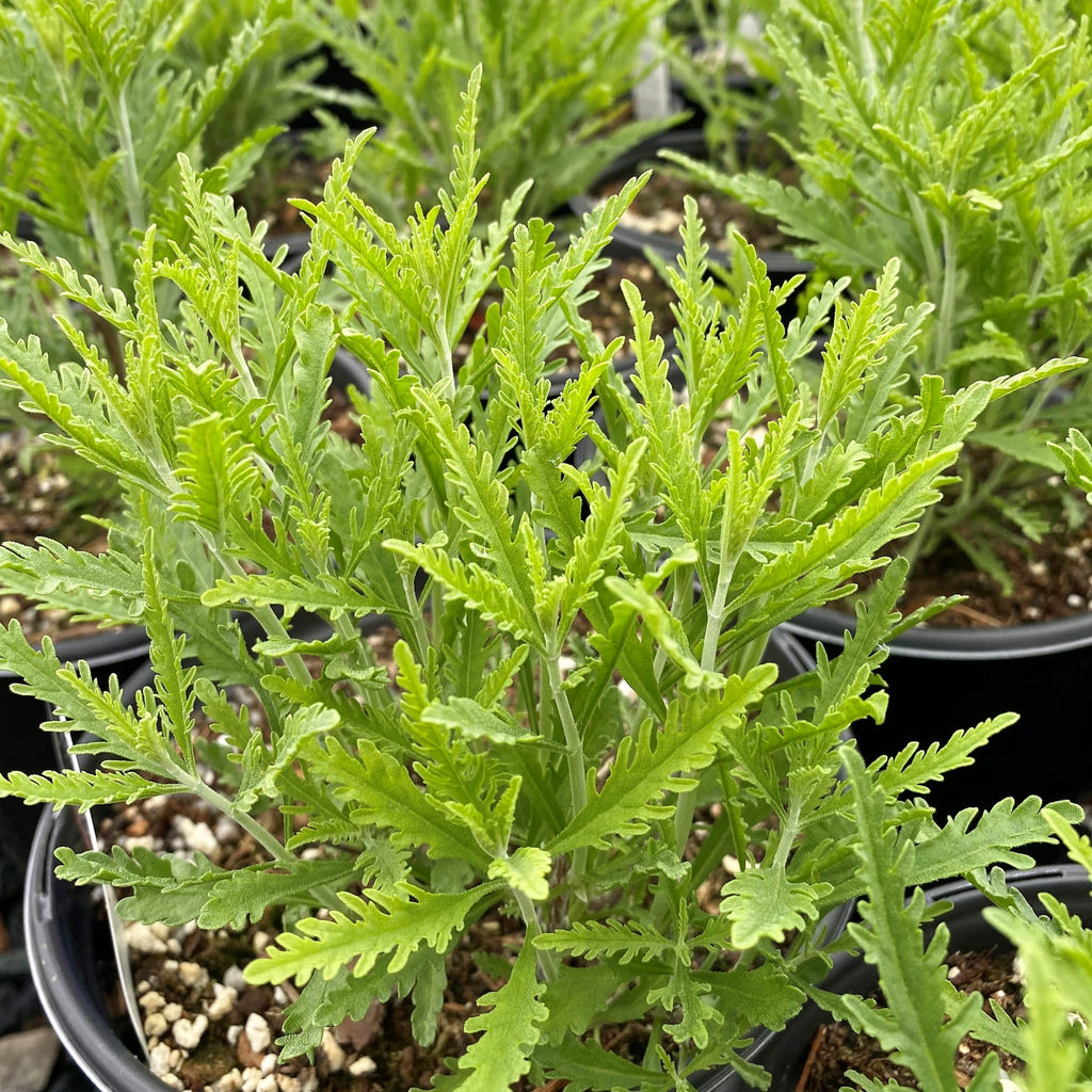 Perovskia atriplicifolia Blue Jean Baby 1Q