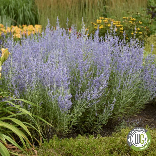Perovskia atriplicifolia Blue Jean Baby 1Q