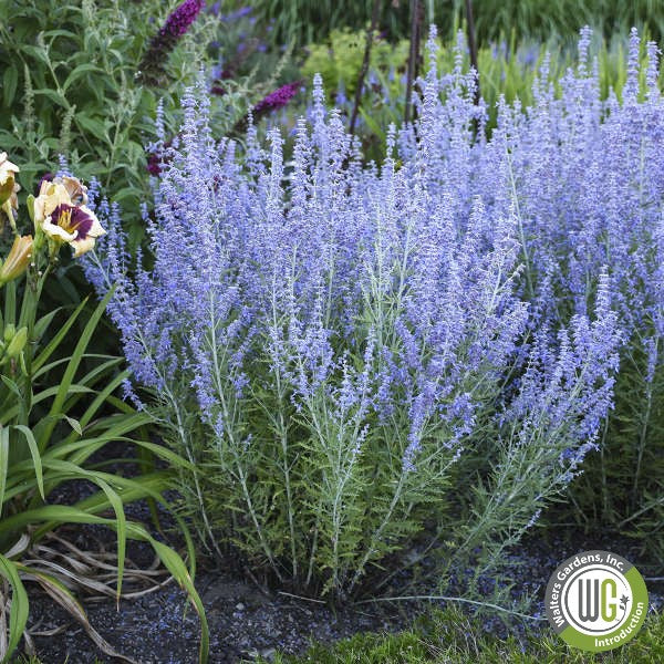 Perovskia atriplicifolia Blue Jean Baby 1Q