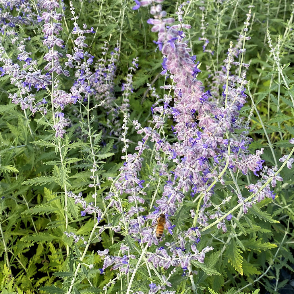 Perovskia atriplicifolia 1Q