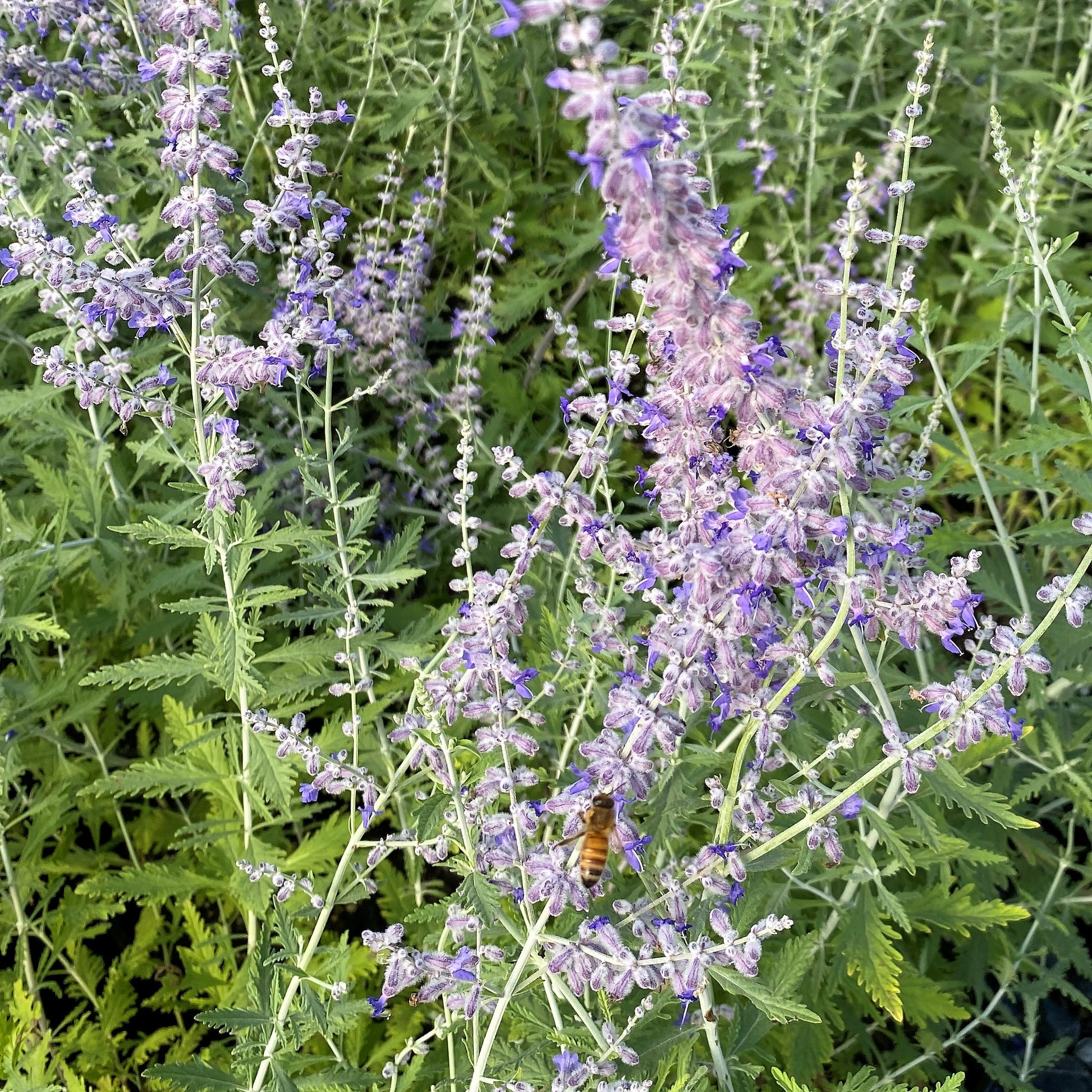 Perovskia atriplicifolia 1Q