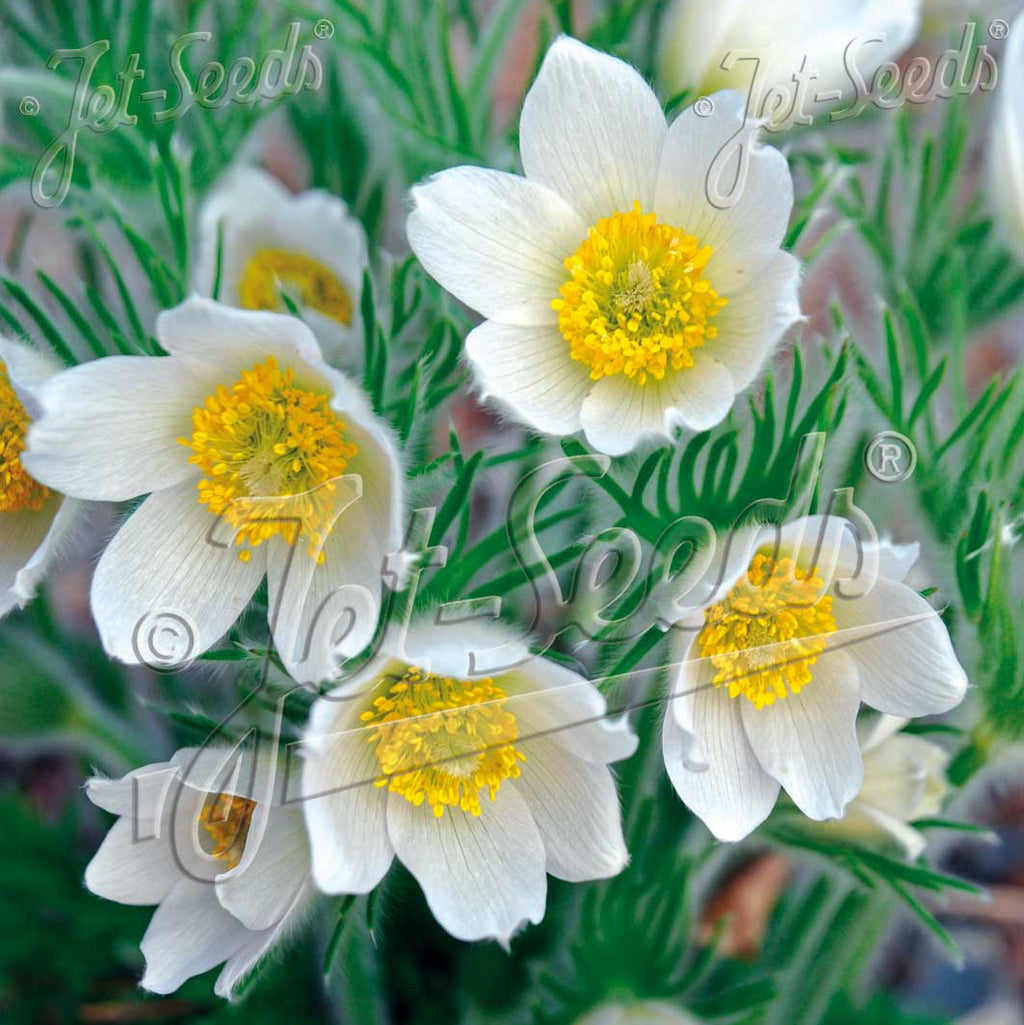 Pulsatilla vulgaris Alba 1Q