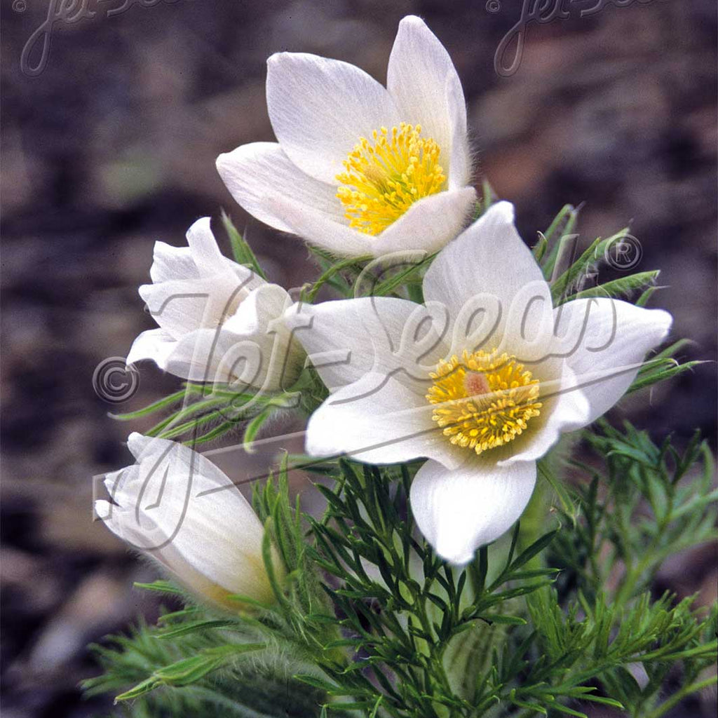 Pulsatilla vulgaris Alba 1Q