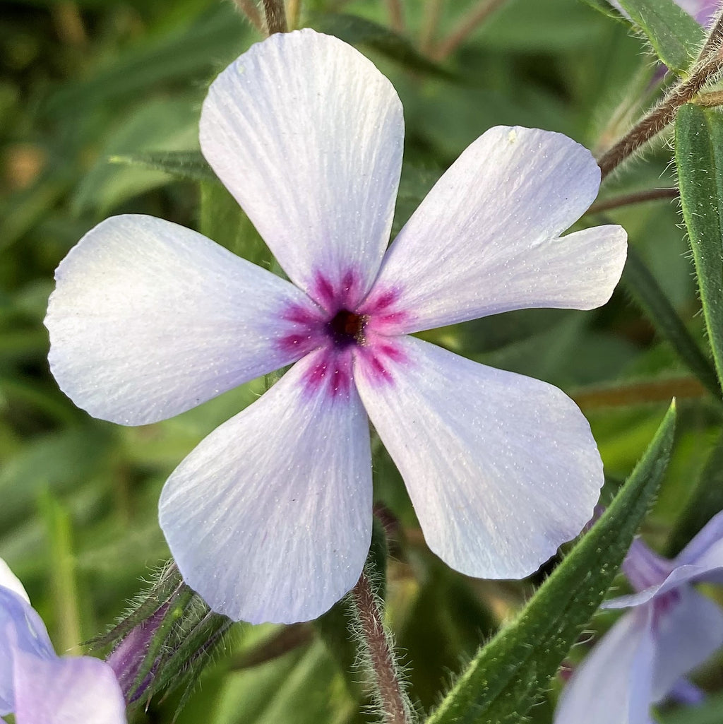 Phlox divaricata Chattahoochee 1G