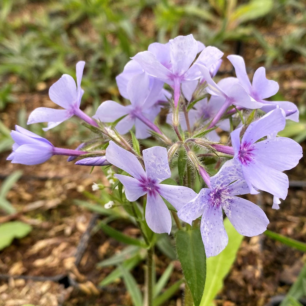 Phlox divaricata Chattahoochee 1G