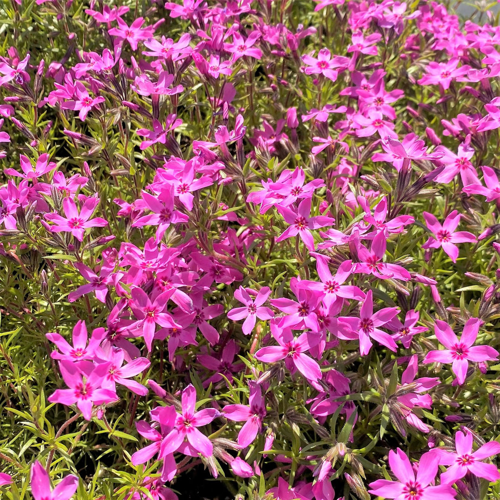 Phlox subulata Crimson Beauty 1Q