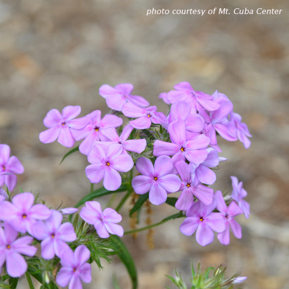 Phlox pilosa DP50