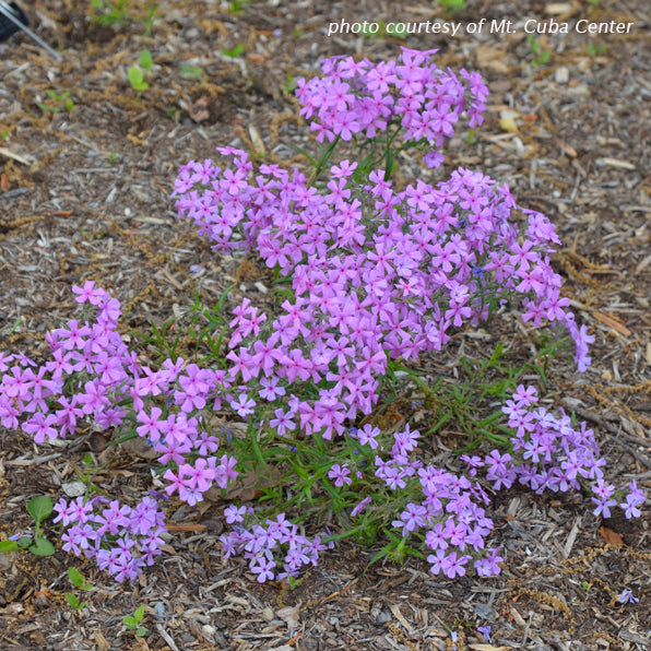 Phlox pilosa DP50