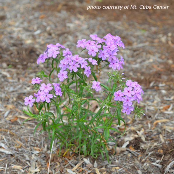 Phlox pilosa DP50