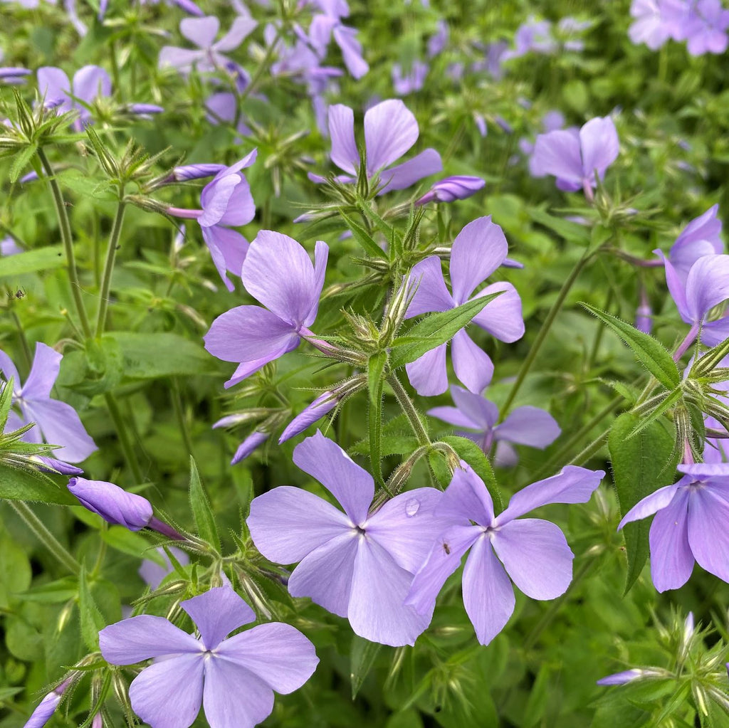 Phlox divaricata Blue Moon 32LF