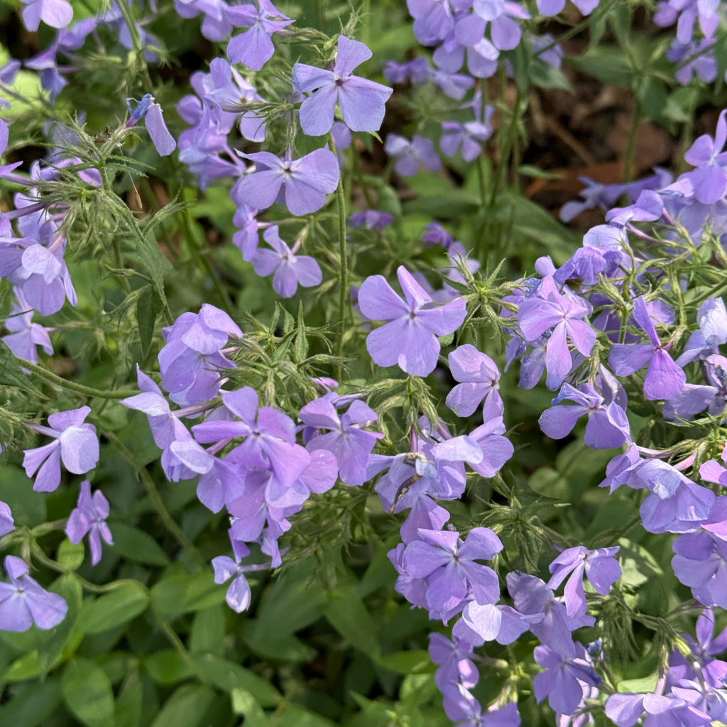Phlox divaricata Blue Moon 32LF
