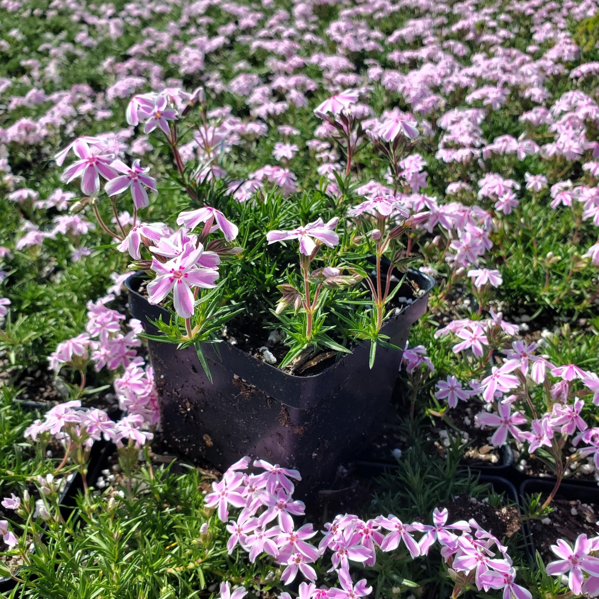 Phlox subulata Candy Stripe 1G