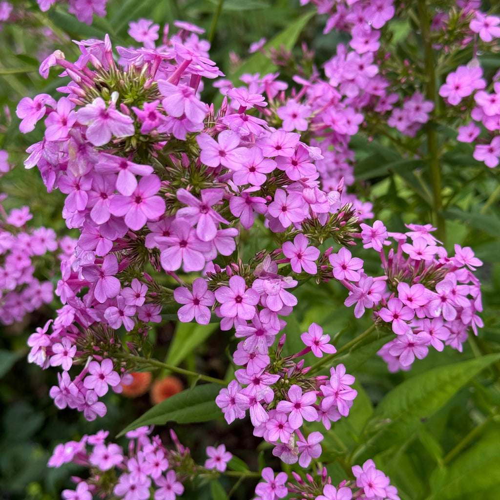Phlox paniculata Jeana 1G