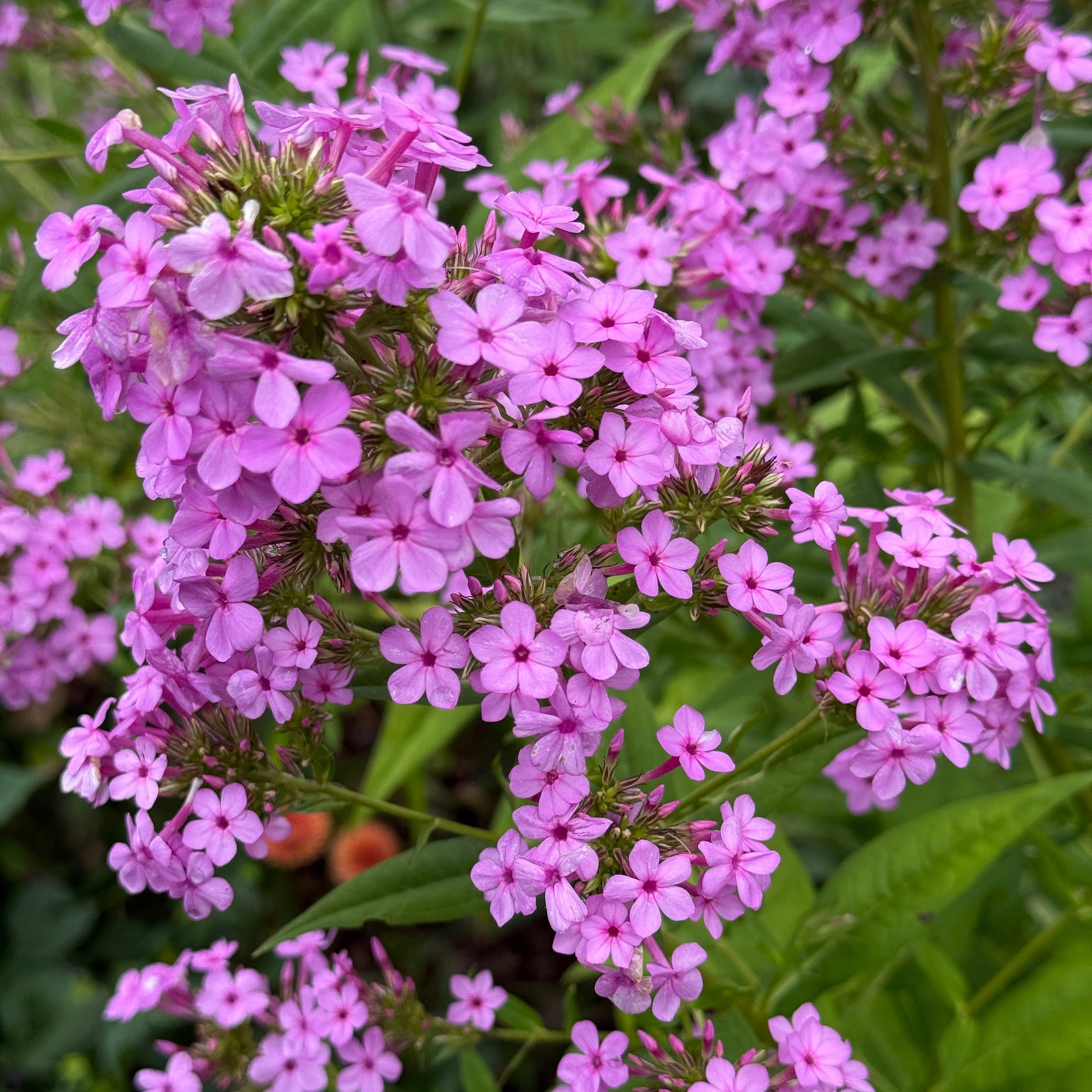 Phlox paniculata Jeana 1G