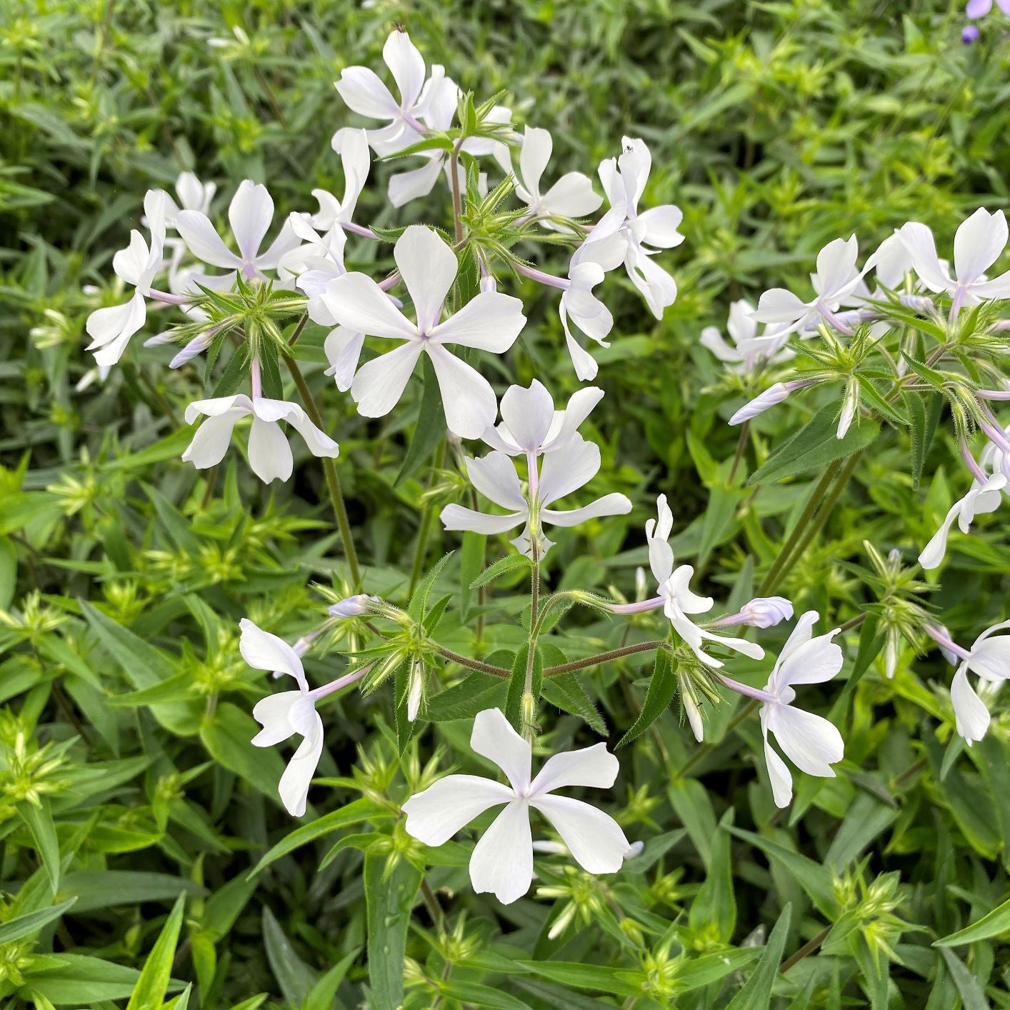 Phlox divaricata May Breeze DP50